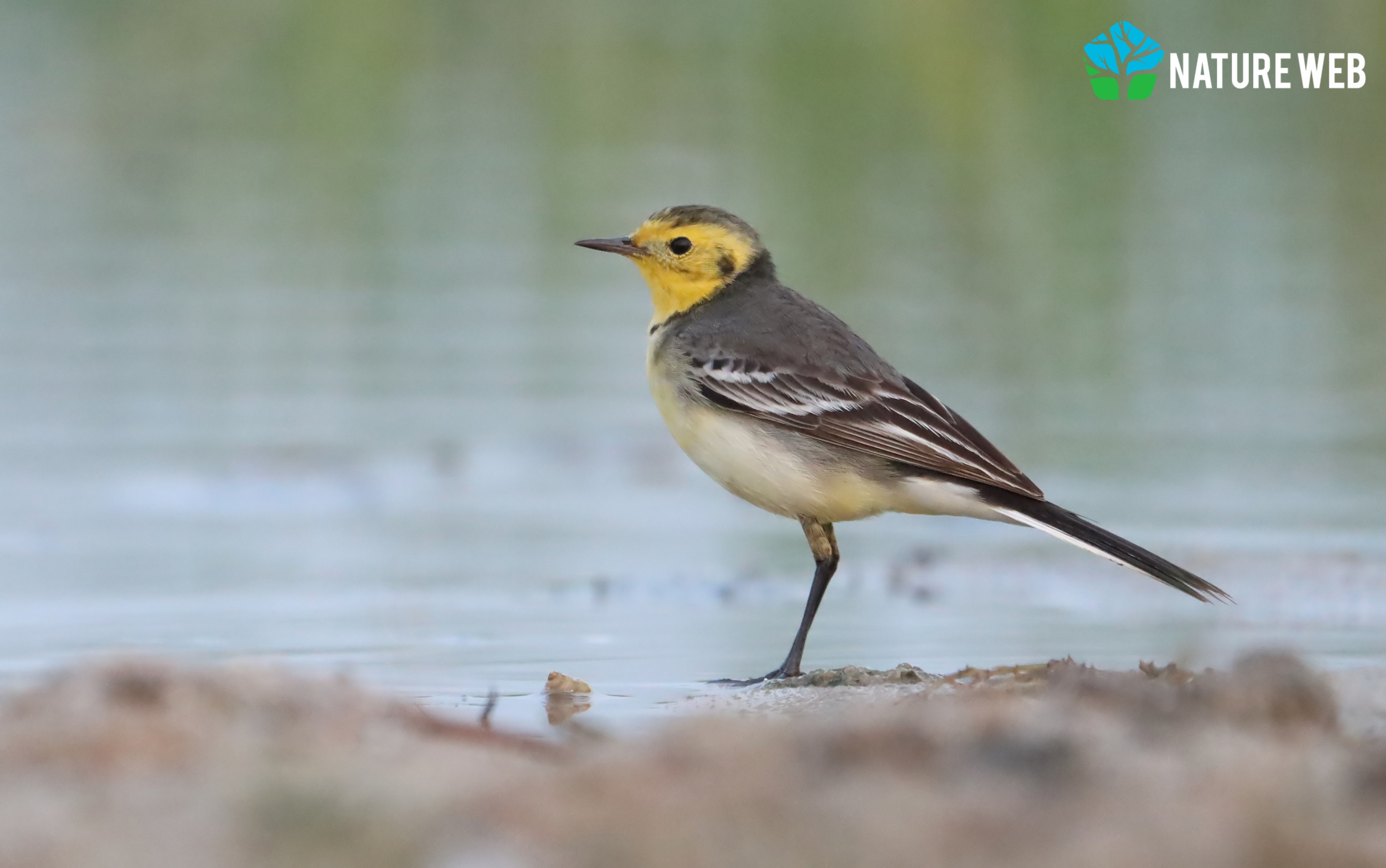 Citrine Wagtail